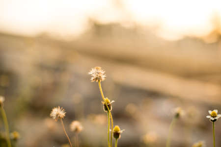 grass flower background with sunset light.
