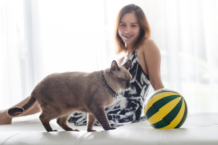 Asian woman sitting near window with cat at home.の写真素材
