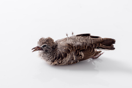 dead bird background in nature, isolated dead bird on white.の写真素材