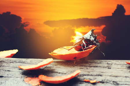 Lucanus cervus stag beetle on the orange mushroom with blurry sun rise background