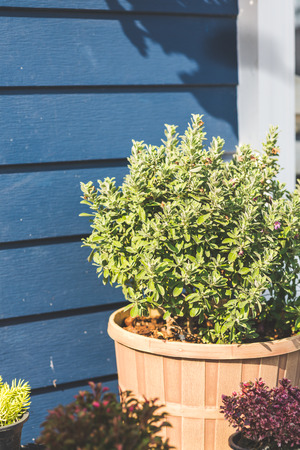Plant and flower pots decorating near blue wooden wall outdoor.の写真素材