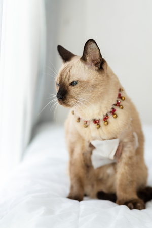 Lonely cat with wound dressing, looking out window at home.の写真素材