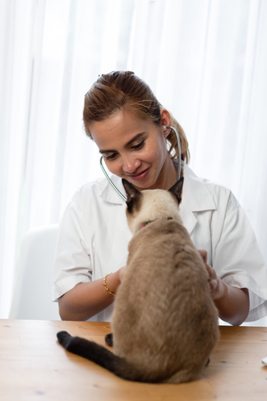 Female veterinary doctor using stethoscope for cute kitten. Cat in a veterinary clinic. Veterinarian professional at vet clinic is examining cute catの写真素材