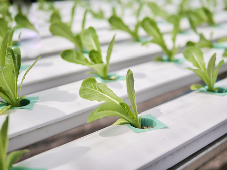 Hydroponics system greenhouse and organic vegetables salad in hydroponics farm for health, food and...