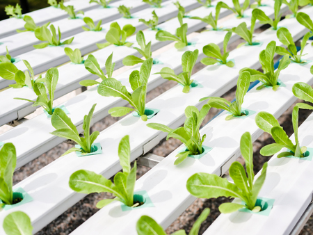 Hydroponics system greenhouse and organic vegetables salad in hydroponics farm for health, food and...