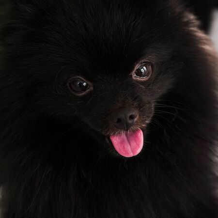 Black Pomeranian dog cute pets happy in home.の写真素材