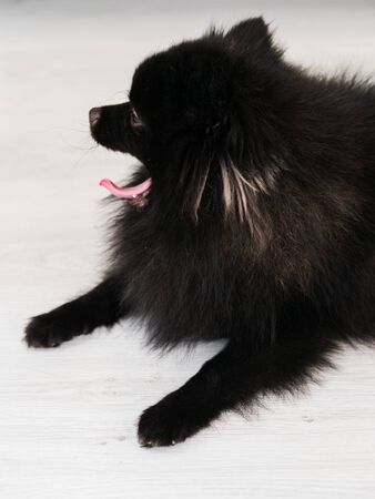 Black Pomeranian dog cute pets happy in home.の写真素材