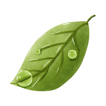 Green leaf with dew drops isolated on white background.のイラスト素材