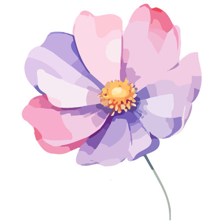 Vector illustration of cosmos flower. Isolated on a white background.のイラスト素材