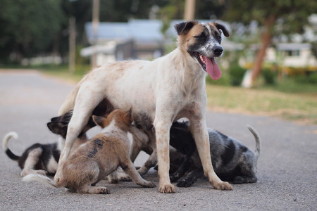 Happy Familyの写真素材