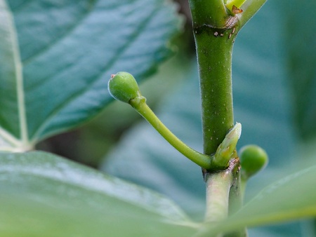 growing green plant