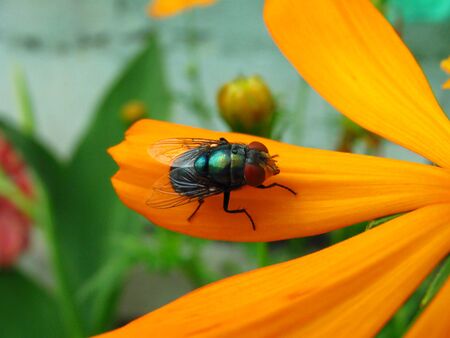 the fly on flowerの写真素材