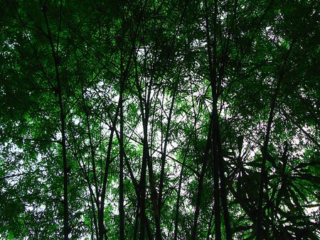 bamboo treeの写真素材
