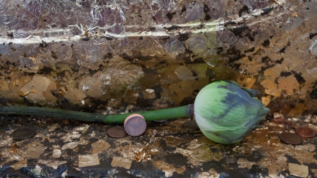Lotus for worship the image of buddha, Wat Hualampong, Bangkok, Thailandの写真素材