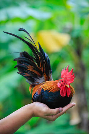 Male bamtam on the handの写真素材