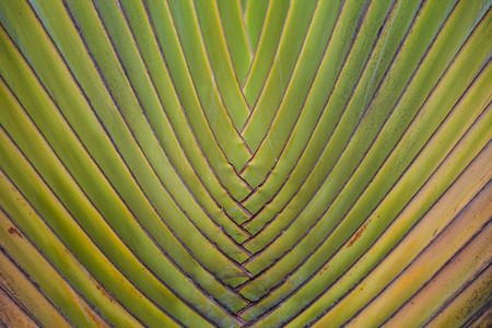 Texture of Traveller\'s tree trunk