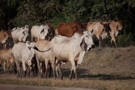 Small flock of cows on meadow, Thailand