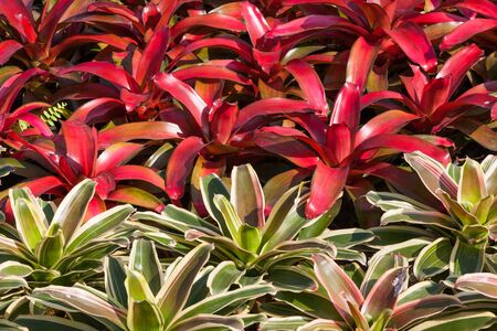 background of green leaves and flowersの写真素材