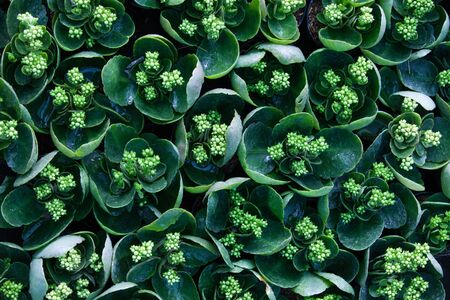 background of green leaves and flowersの写真素材