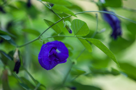 Butterfly Pea Flowerの写真素材