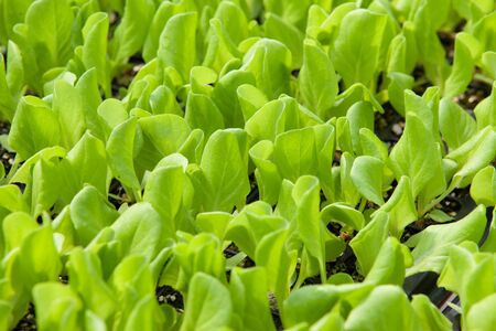 Closeup Green oak leaf lettuceの写真素材