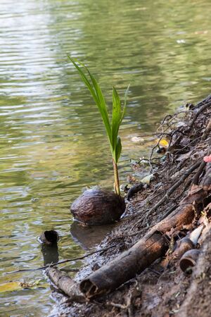 Coconut sprout float on waterの写真素材