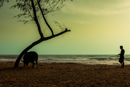 The cows walk on sand strength training of muscles. Preparation of the battle of cows and bulls are popular in southern Thailandの写真素材