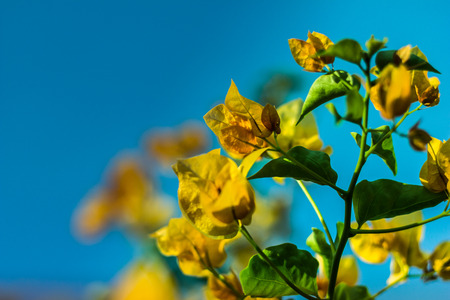 Bougainvillea yellow orange flowers with morning light, and the sky. Beautiful blue bright.の写真素材