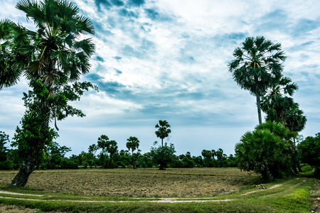 The field of the farmer to prepare the ground to wait for rice farming, when the rainy season.の写真素材