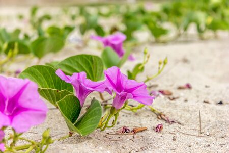 Ipomoea beautiful pink flowersの写真素材