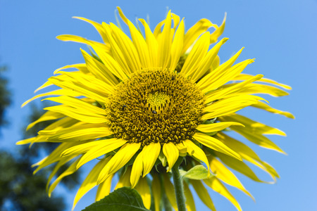 Songkhla, Thailand beautiful sunflower yellow.の写真素材