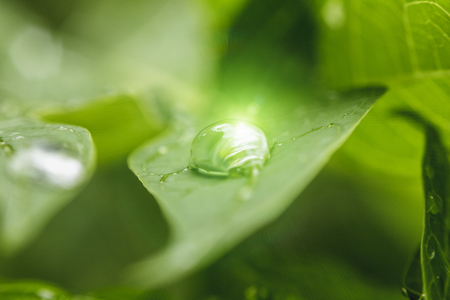 Rain drops remain on the leaves in the morning.の写真素材
