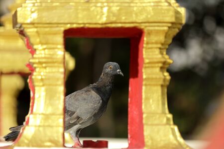 View presentation. Dove through the Arch on the walls of the channelの写真素材