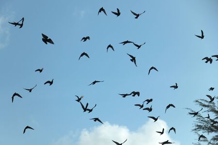 Freedom and liberty, a flock of pigeons in the sky.