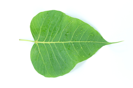 Large deciduous trees in summer, up to 30 meters.