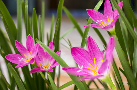purple rain lily flower songkhla Thailandの写真素材