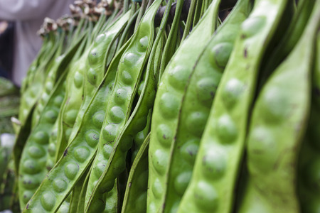 Sato is a plant used as food ingredients southern Thailand has a very pungent smellの写真素材