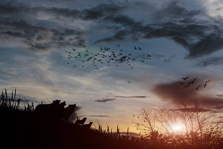 silhouette sunset nature  with  effectの写真素材