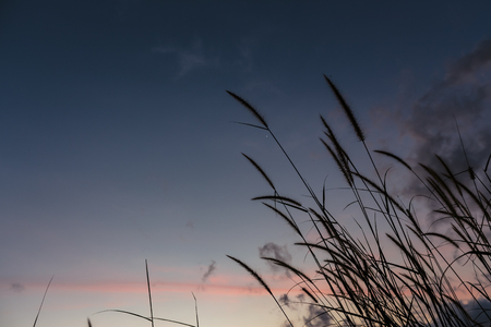 The beauty of nature and sunsetの写真素材