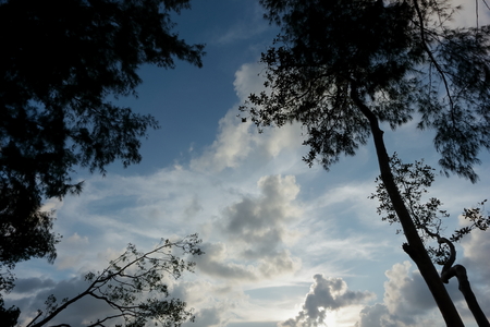 Tree silhouette and skyの写真素材