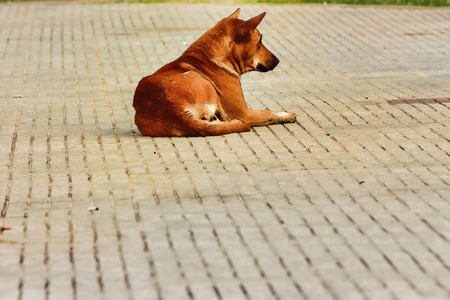 Dog sleep picturesの写真素材