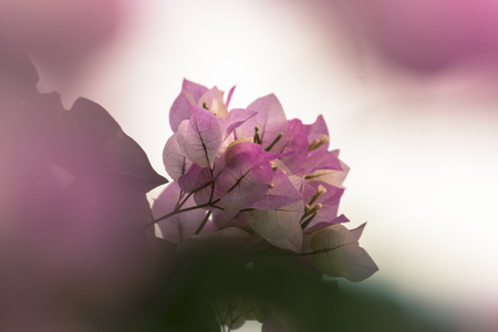 Bougainvillea Morning appleの写真素材