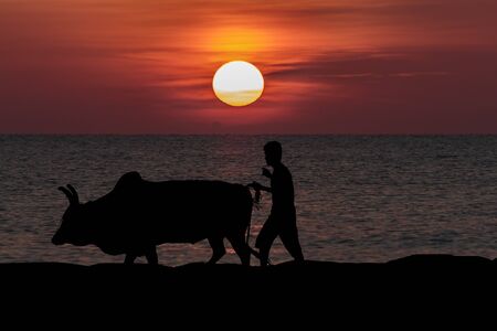 Cow fighters and cowboys Walk out every day to keep the cattle healthy.の写真素材