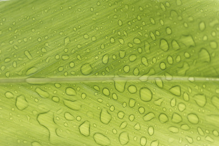 background Drops of water