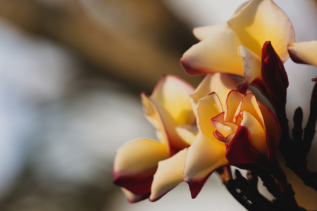 Plumeria color yellow 
in the morningの写真素材