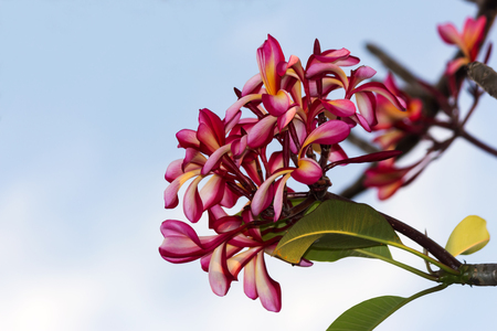 Plumeria color pink 
in the morningの写真素材