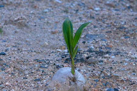 Coconut is a tall plant. There are many benefits, including savory food, sweet food, shelter and many things.の写真素材