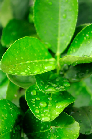 is the beauty of nature After the rain always stops
