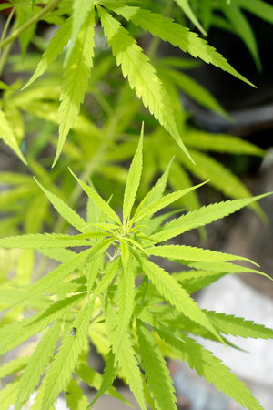 Marijuana in Thailand has been removed from the list of drugs. As a result, it is widely grown, consumed, and sold as products. apart from the original Allowed for medical use onlyの写真素材