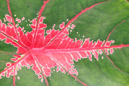 Bon trees have large, heart-shaped or lance-shaped leaves that are striking green, white, pink, or red.の写真素材